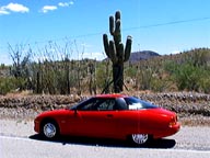 Arizona Saguaro cactus